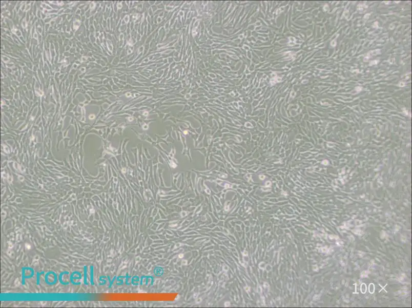 R 1610 Cell Complete MediumR 1610 Cell Complete Medium - 3