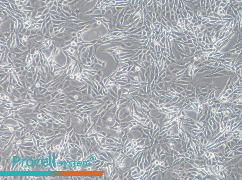 PK-15 Cell Complete MediumPK-15 Cell Complete Medium - 3