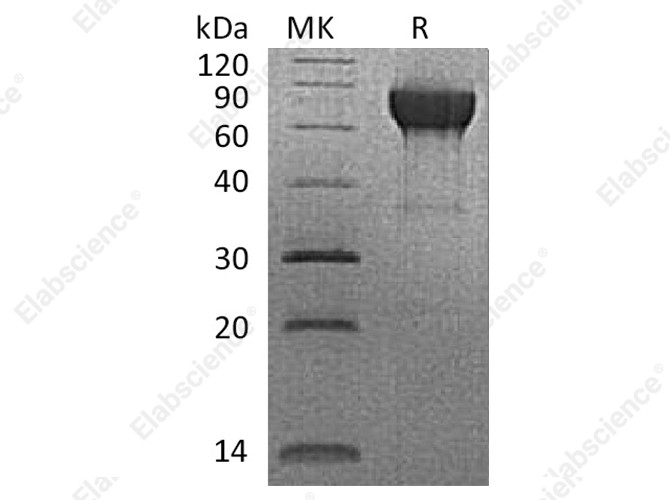 Recombinant Rhesus macaque CD27/TNFRSF7 Protein (Fc Tag) - 1