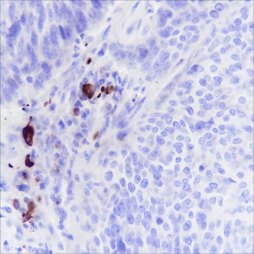 Recombinant IGJ Monoclonal Antibody-searchlist-1