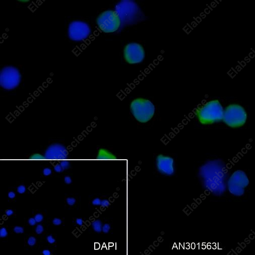 Recombinant IL-10 Monoclonal Antibody - 4