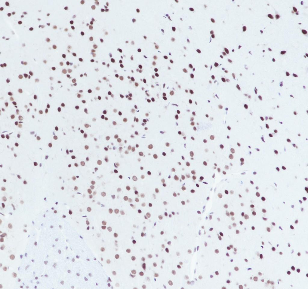 Recombinant SIN3A Monoclonal Antibody - 3