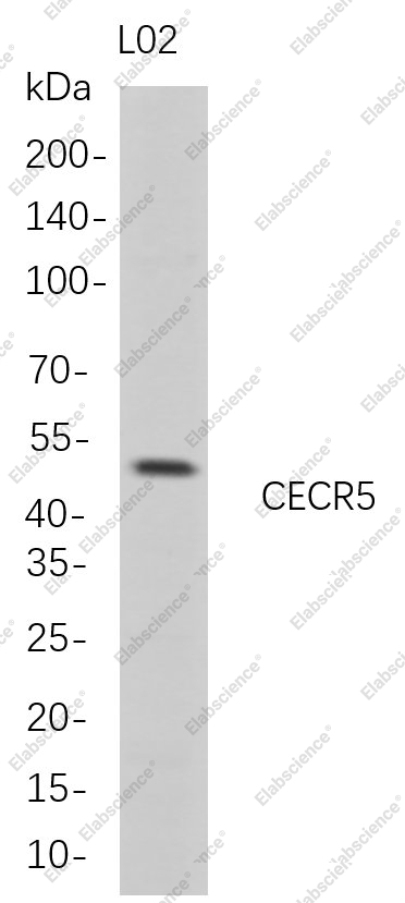Recombinant CECR5 Monoclonal Antibody - 1