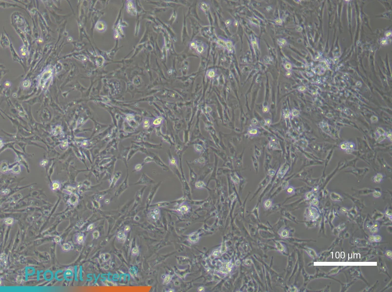 Chicken Follicular Basement Membrane Cell Complete Medium - 2
