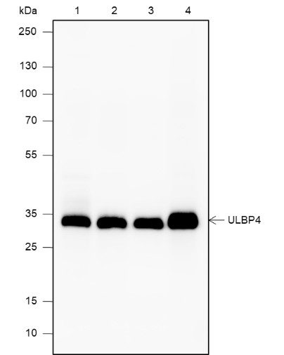 Recombinant RAET1E Monoclonal Antibody-searchlist-1