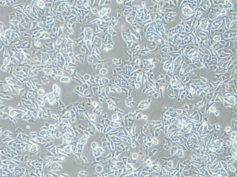 VCaP Cell Complete Medium-searchlist-1