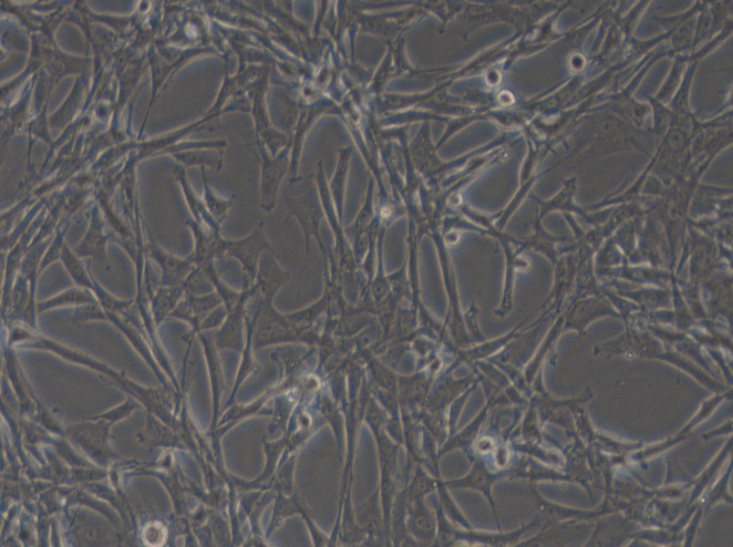 HBZY-1 Cell Complete Medium - 5