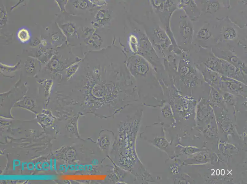 KMRC-1 Cell Complete Medium - 6