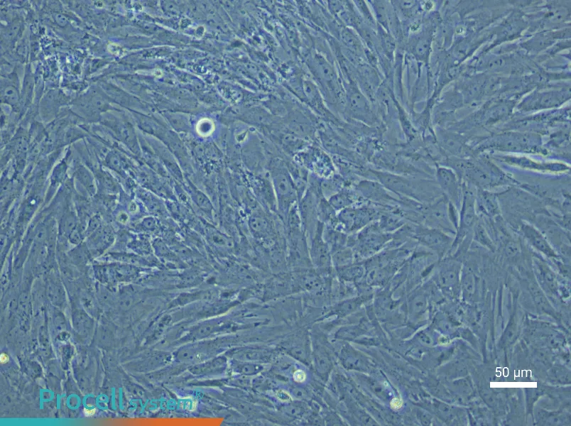 Mouse Uterine Fibroblast Complete Medium - 4