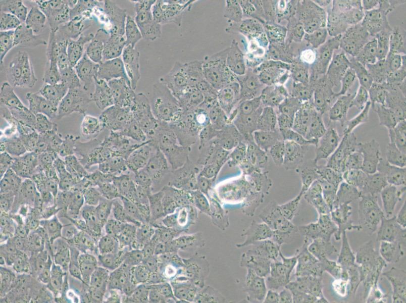 SK-MES-1 Cell Complete Medium - 5