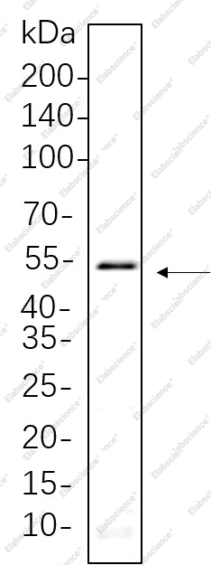 Recombinant Smad3 Monoclonal Antibody - 1