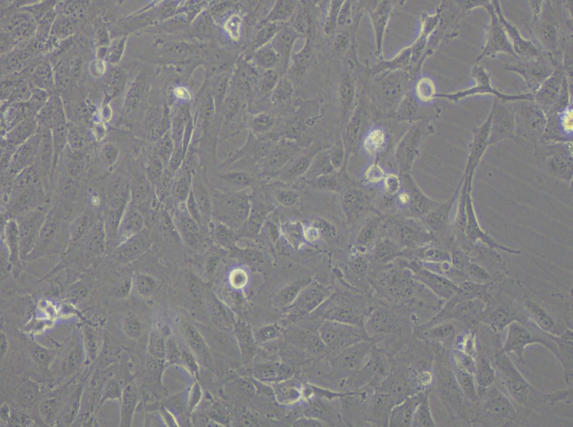 12Z Cell Complete Medium - 4