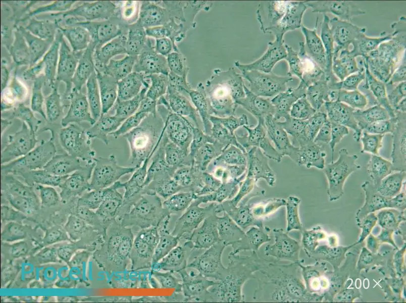 KHM-5M Cell Complete Medium - 5