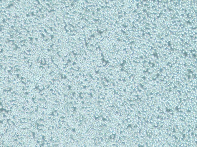 MV-4-11 Cell Complete MediumMV-4-11 Cell Complete Medium - 2