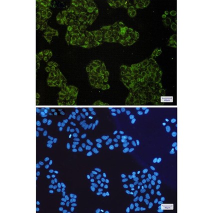 Recombinant SMAC/Diablo Monoclonal Antibody - small - 4