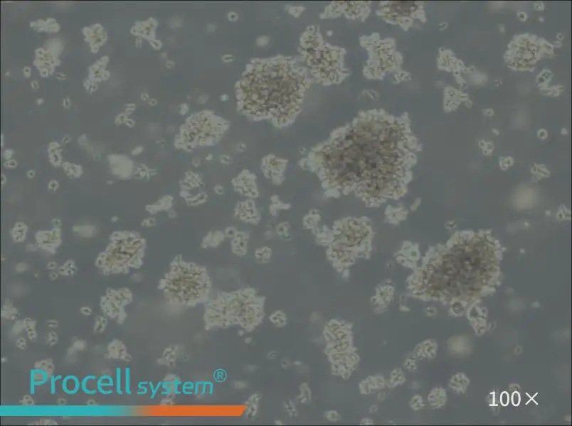 Jiyoye Cell Complete MediumJiyoye Cell Complete Medium - 2