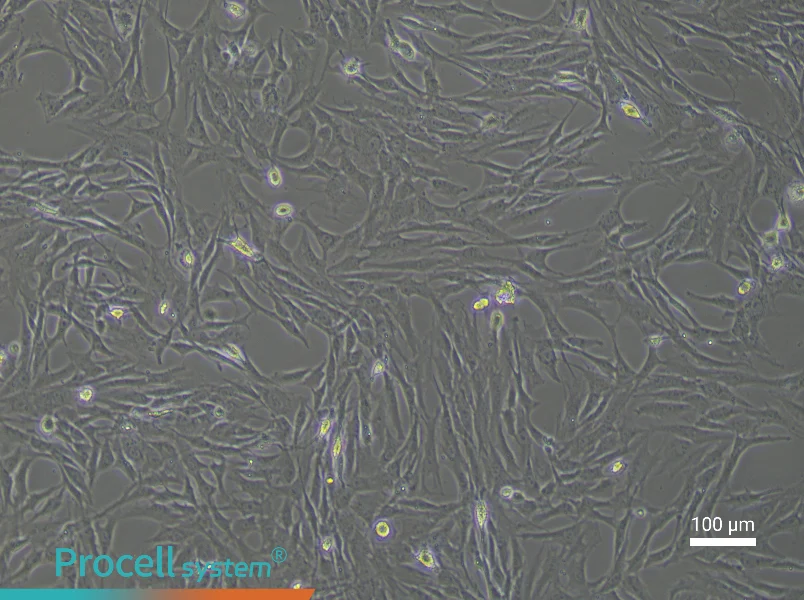 Rat Periosteal Cell Complete Medium - 1
