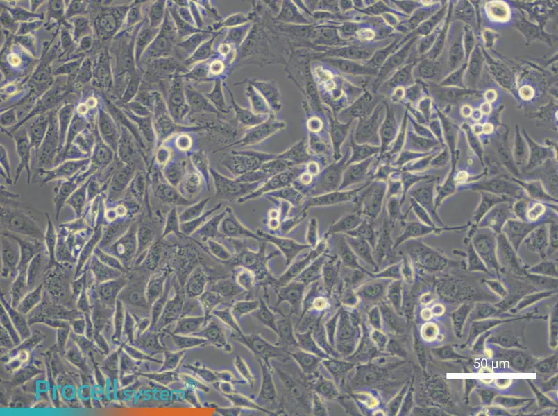 L6 Cell Complete Medium - small - 4