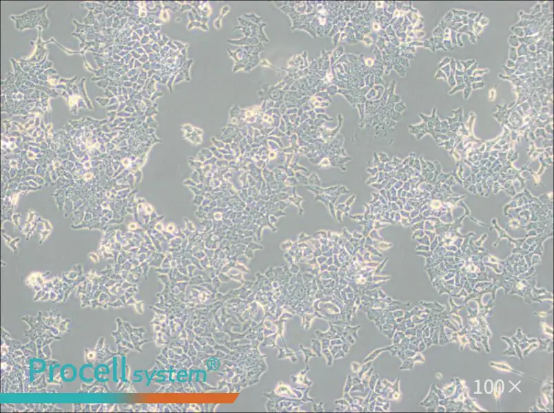 H-4-II-E [H4-II-E] Cell Complete MediumH-4-II-E [H4-II-E] Cell Complete Medium - 3