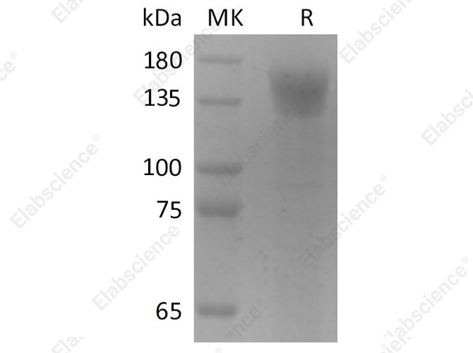 Recombinant SARS-CoV-2 S1 Protein (Fc Tag) - 1