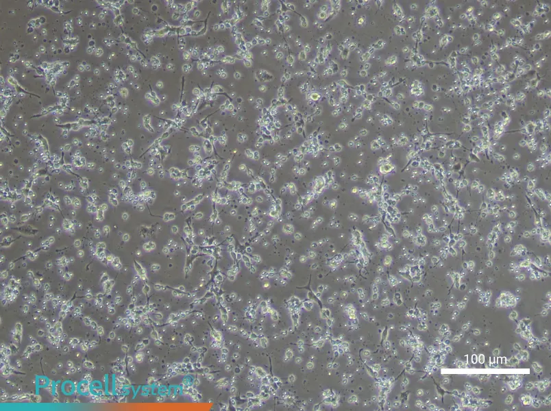 Mouse Trigeminal Neuron Complete Medium - 3