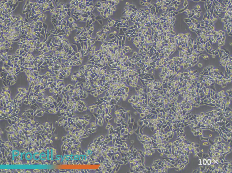 C99 Cell Complete Medium - 1