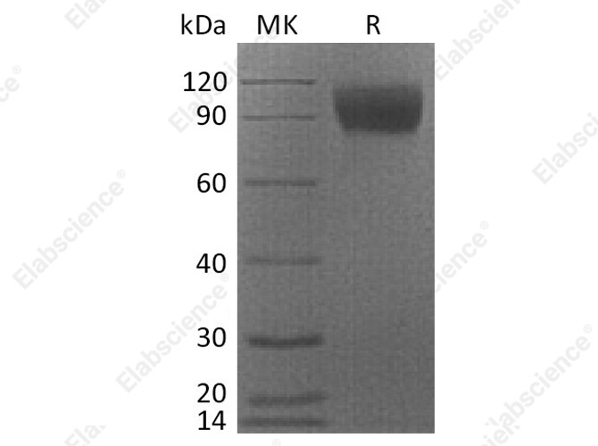 Recombinant Cynomolgus CSF1R/CD115 Protein (His Tag) - 1