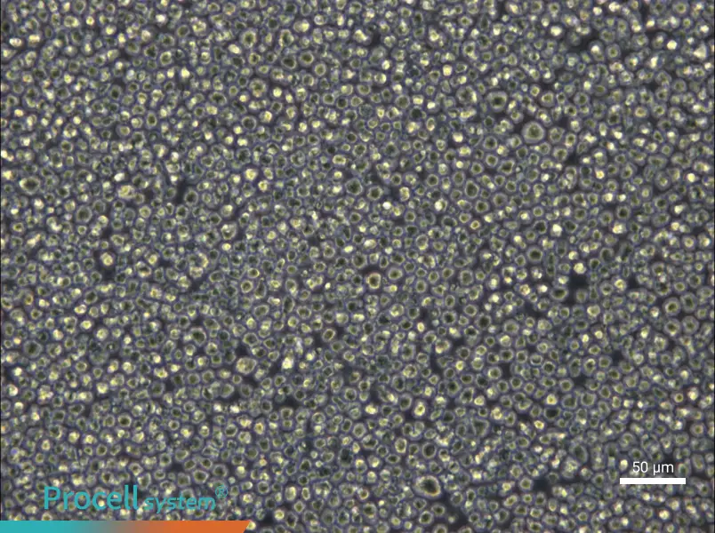 NCI-H929 - 6