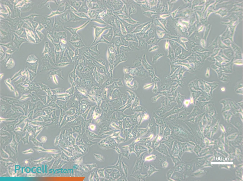 A549-DDPA549-DDP - 2