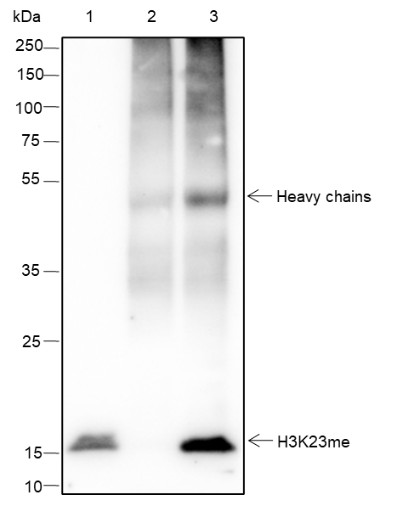 Recombinant Histone H3 (Mono Methyl Lys23) Monoclonal Antibody - small - 6
