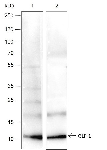 Recombinant GLP-1 Monoclonal Antibody-searchlist-1