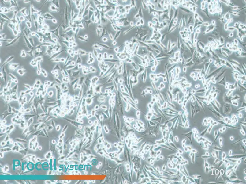 NCI-H1993 Cell Complete Medium - 1