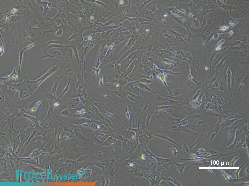 Mouse Microvascular PericytesMouse Microvascular Pericytes - 3