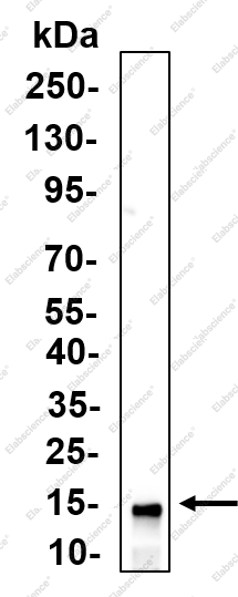 Recombinant Lysozyme Monoclonal Antibody - 1