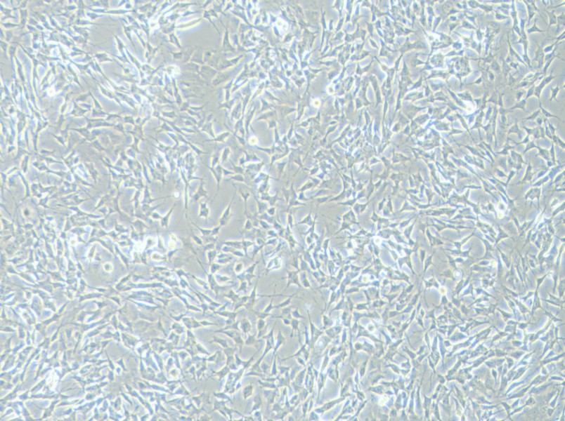 SH-SY5Y [SHSY-5Y] Cell Complete Medium - 2
