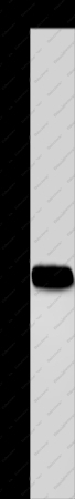 CA4 Polyclonal Antibody - 1