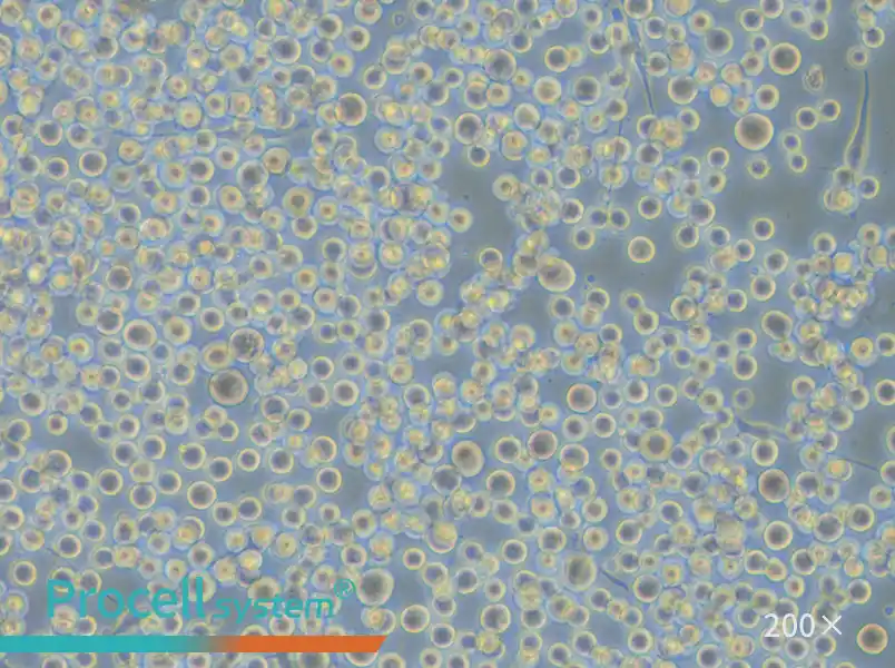 SK-MEL-1 Cell Complete Medium - 4