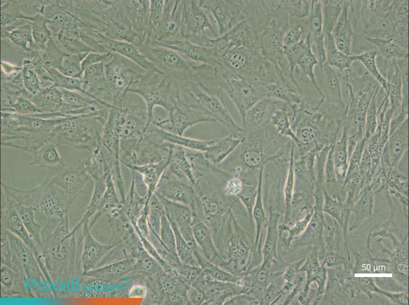 3T3-Swiss albino Cell Complete Medium - small - 4