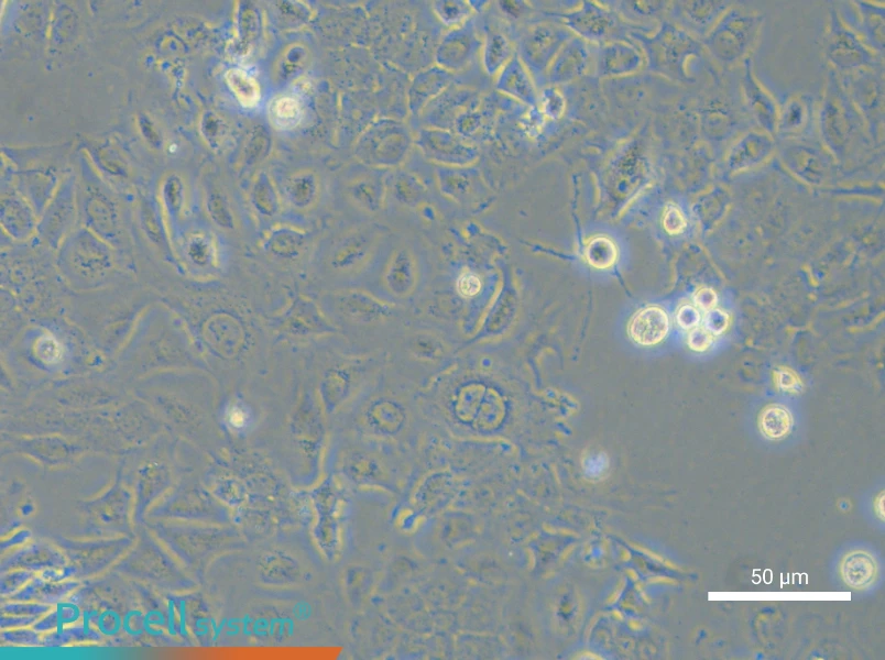 NCI-H2172NCI-H2172 - 6
