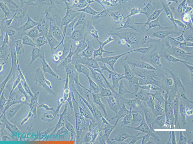 Mouse Embryonic Fibroblast (Mitomycin C treated) Complete MediumMouse Embryonic Fibroblast (Mitomycin C treated) Complete Medium - 6