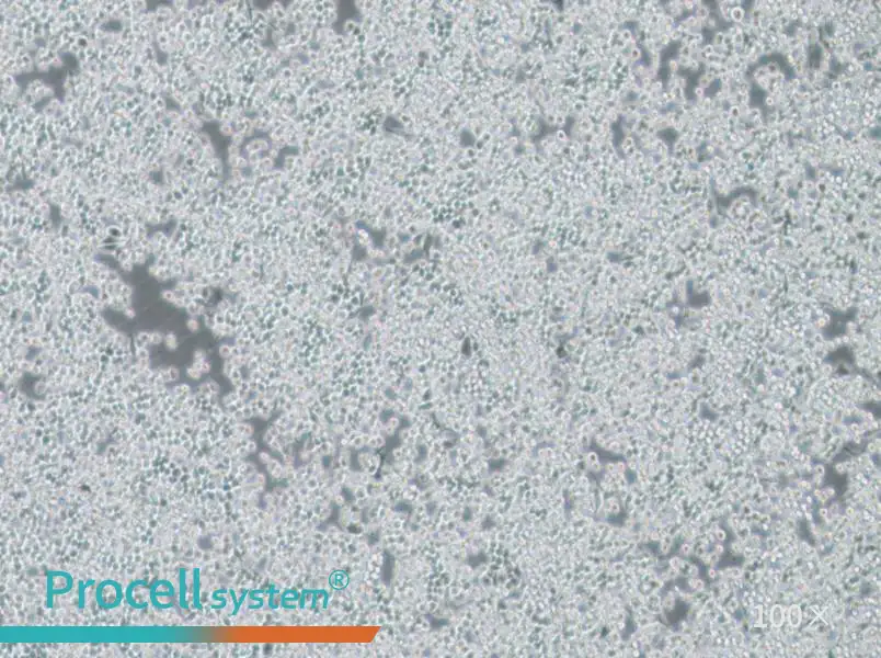 DC2.4 Cell Complete Medium - 3