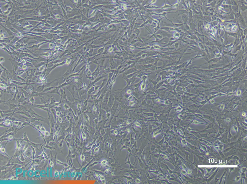Rat Spinal Cord Fibroblast Complete Medium - 2