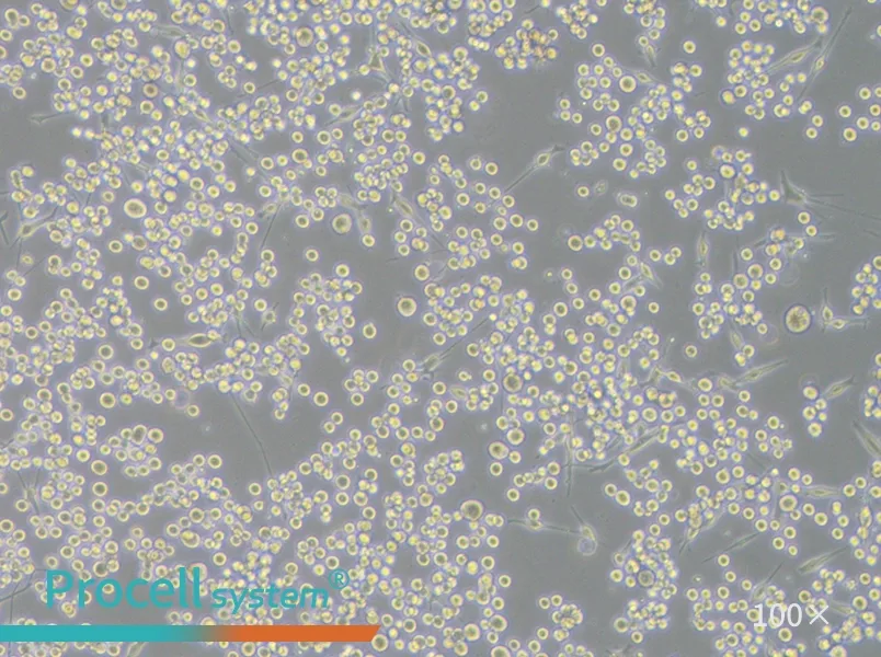 SK-MEL-1 Cell Complete Medium - 1