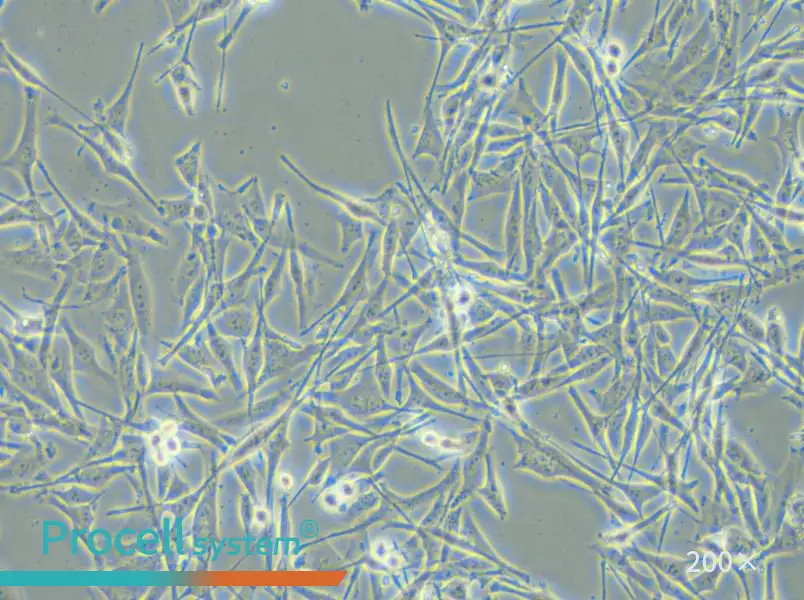 VMM39 Cell Complete Medium - 6