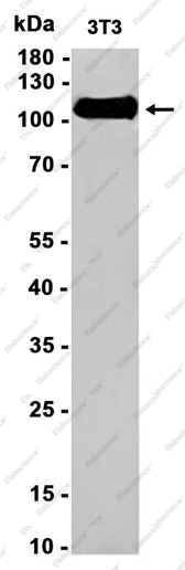 Recombinant LAMP2A Monoclonal Antibody - 2