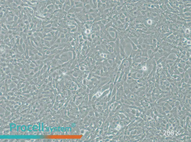 V79 Cell Complete Medium - 6