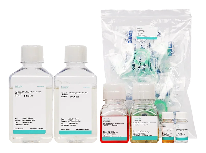 Rat Pulmonary Great Artery Endothelial Cells Isolation and Culture Kit