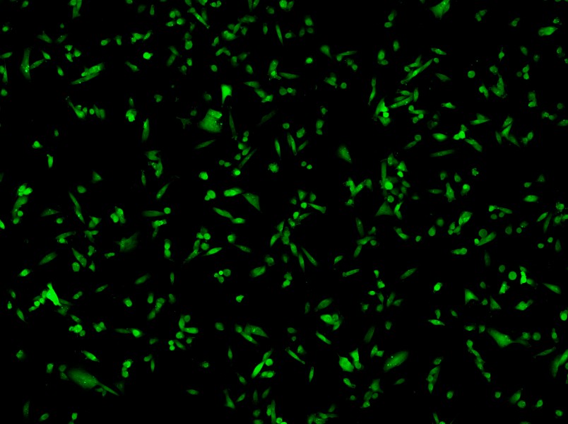 MDA-MB-231-GFP (L15) Cell Complete Medium - 3