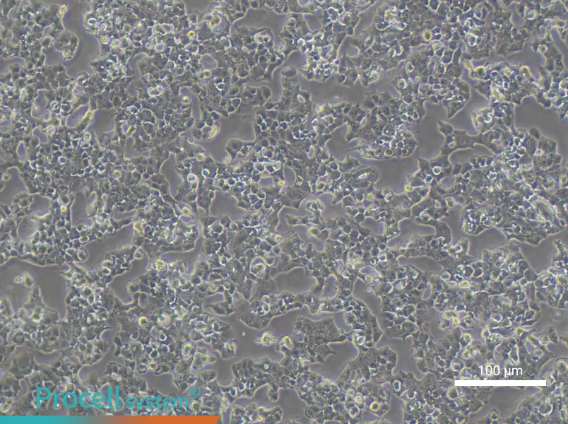 Beta-TC-6 Cell Complete Medium - 1