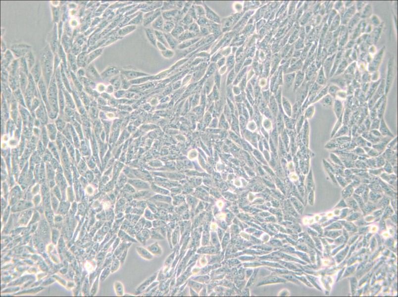 Lec1 [Pro-5WgaRI3C] Cell Complete Medium - small - 4